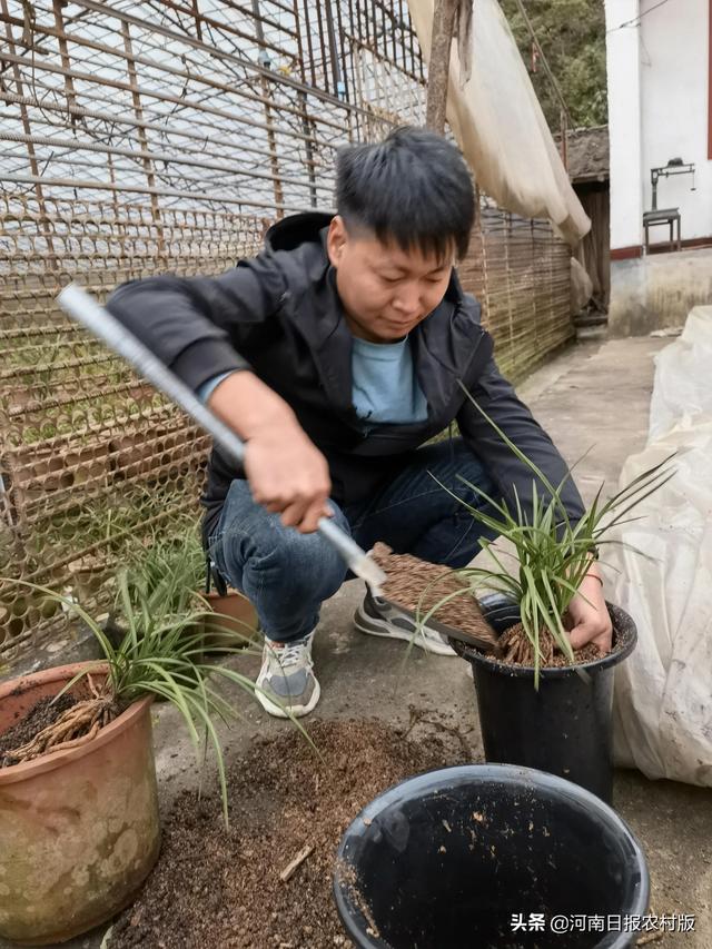 卢氏 深山兰花香 特色产业旺