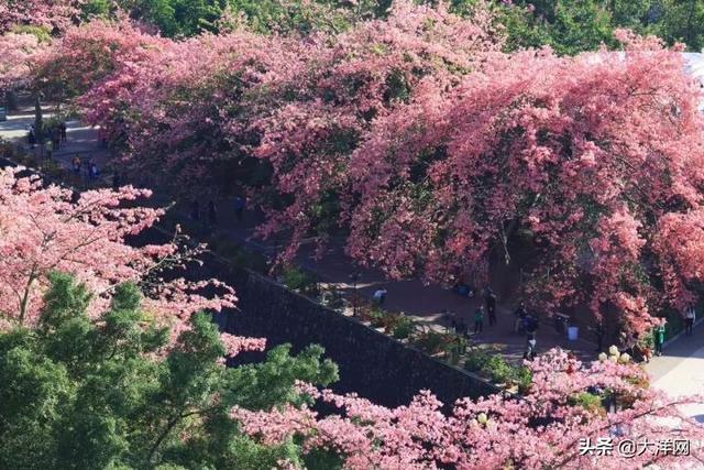 广州最美校花，惊艳全城