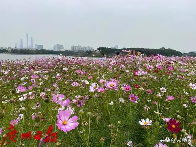 广州最美校花，惊艳全城