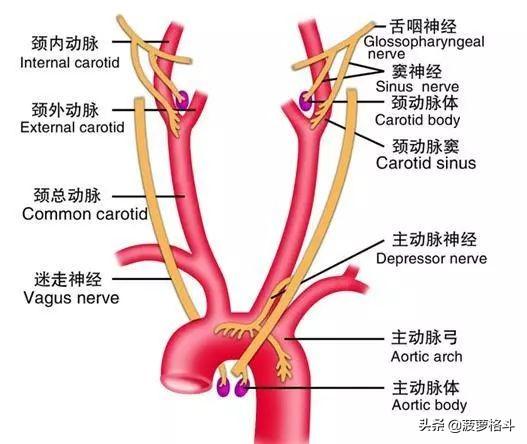 被巴西柔术中的绞技绞多久会出现生命危险？