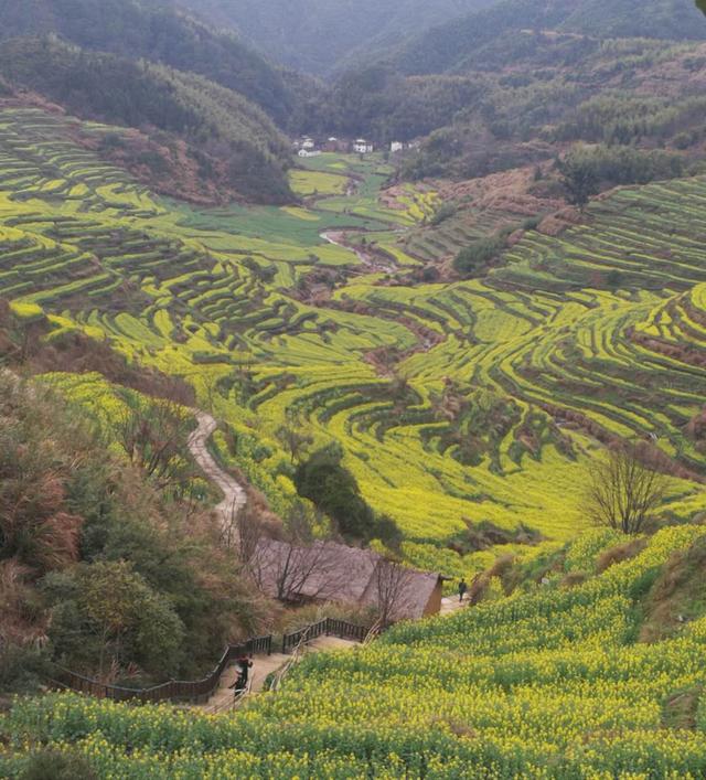 中国最美油菜花梯田，美女肆意徜徉花海，从玻璃桥上俯瞰惊险刺激