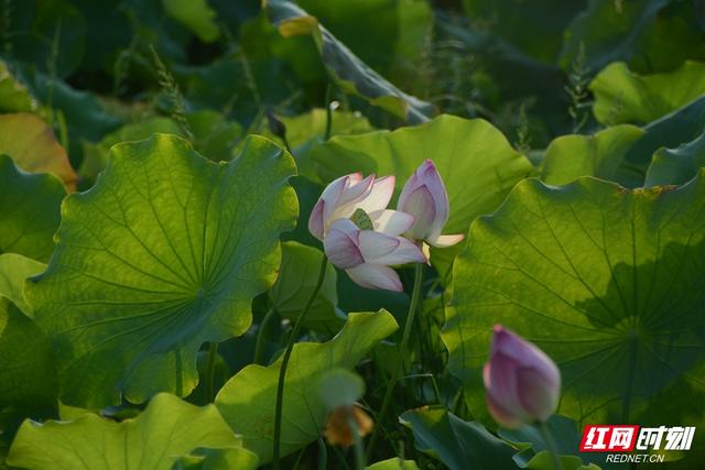 花草新闻社｜一秒倾心！当荷花邂逅汉服，怀化这些地方已美得自带仙气