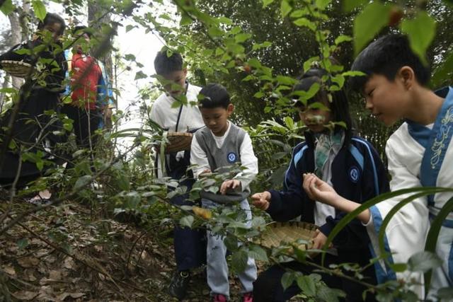 山林里采草药……中外青少年一起感受中医药文化魅力