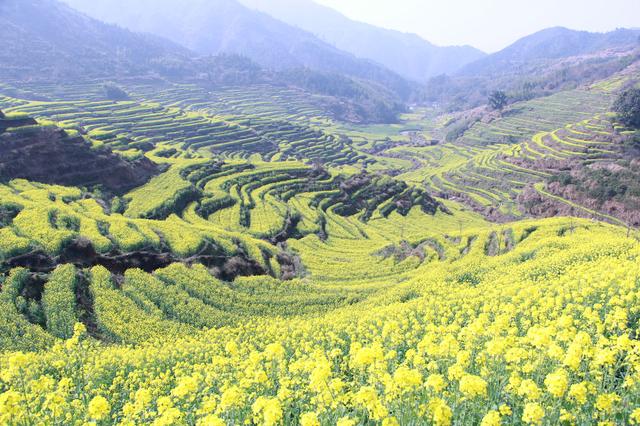 中国最美油菜花梯田，美女肆意徜徉花海，从玻璃桥上俯瞰惊险刺激