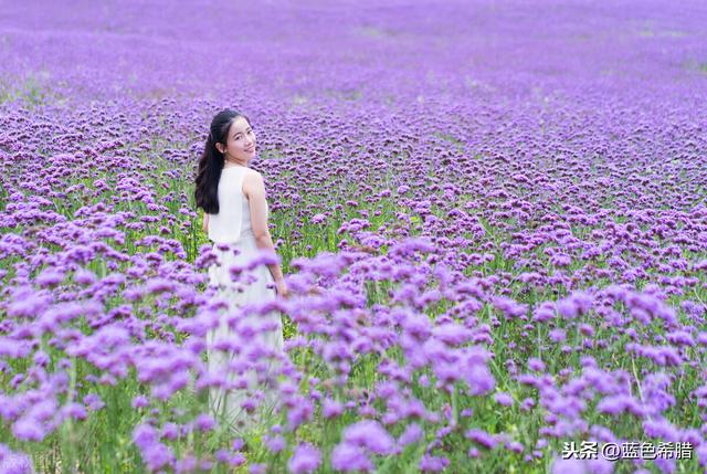 点评4张漂亮花田人像照片，学习构图和模特姿态，拍唯美糖水片