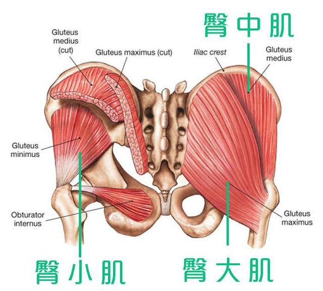 女生常见的5种臀型，哪种臀型最美？看看自己属于哪种