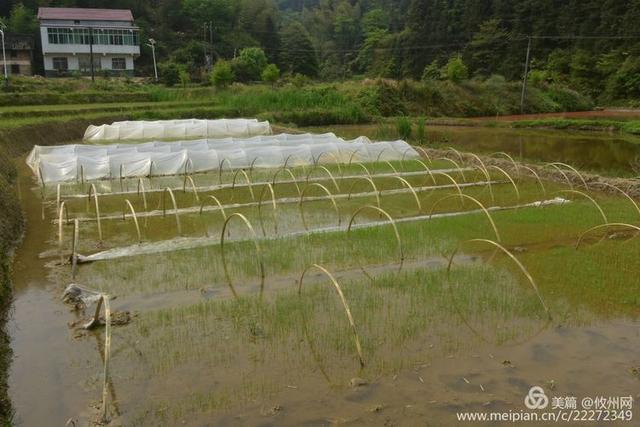 走进茶陵境内“攸县村”，一个纯攸县话的村民组