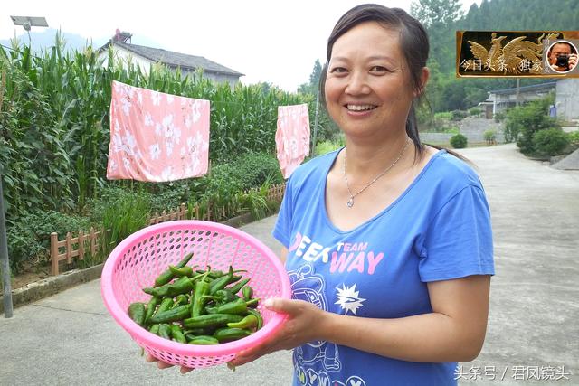 湖北宜昌：美丽乡村，农家美女采摘辣椒！辣椒成为农民经济作物！