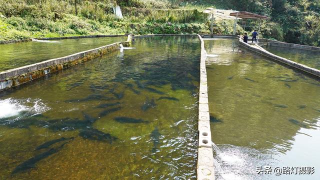 贵州70后大姐隐居深山10年，靠养鱼为生年入100万，赛过活神仙