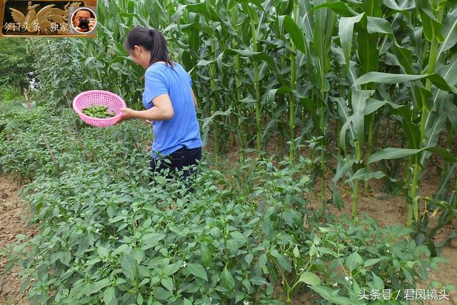 湖北宜昌：美丽乡村，农家美女采摘辣椒！辣椒成为农民经济作物！