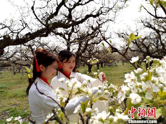 江苏丰县十万亩梨园迎最美花季 汉服美女“雪海”穿越