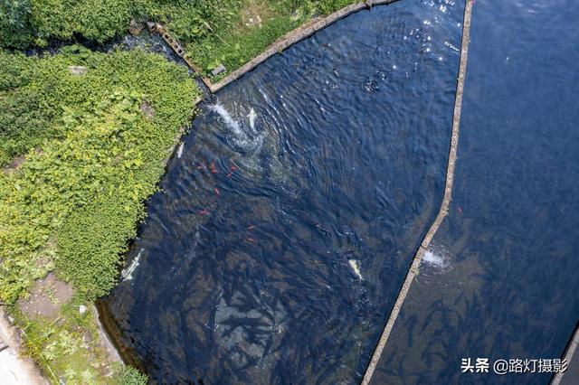 贵州70后大姐隐居深山10年，靠养鱼为生年入100万，赛过活神仙