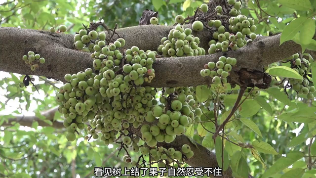 美女野外生存，与姐妹一起沐浴嬉水，波涛汹涌让人挪不开眼