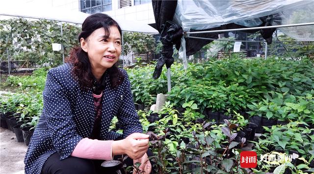 茶叶界的“紫色仙女”！川农教授10年培育川版紫茶品种