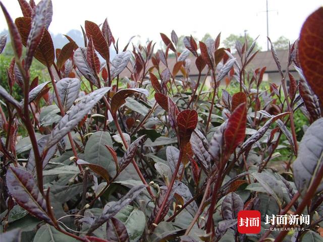 茶叶界的“紫色仙女”！川农教授10年培育川版紫茶品种