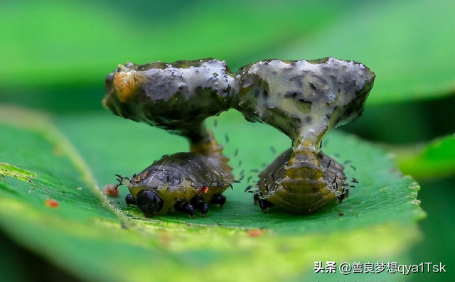 奇葩动物大作战：袋鼠挑衅撩阴腿，长颈鹿“脖”击对方