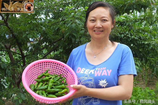 湖北宜昌：美丽乡村，农家美女采摘辣椒！辣椒成为农民经济作物！