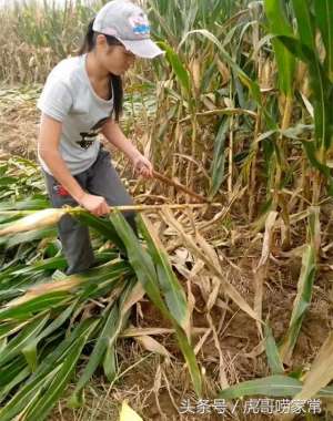 美女讲孝顺(90后美女回农村老家帮奶奶收玉米，勤快又孝顺，小伙排队追求她)