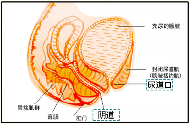 漫画科普：洗澡时，为何会有阵阵尿意袭来？