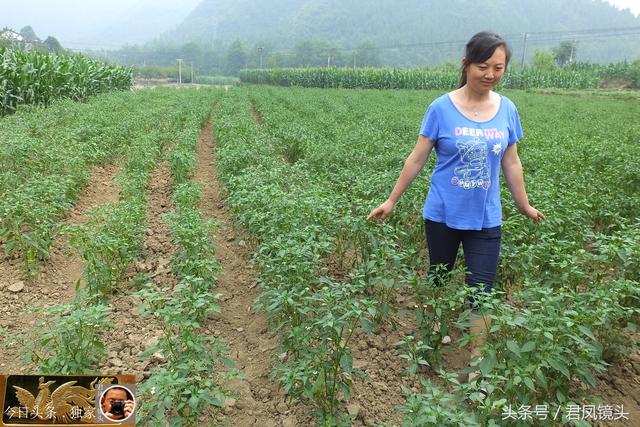 湖北宜昌：美丽乡村，农家美女采摘辣椒！辣椒成为农民经济作物！