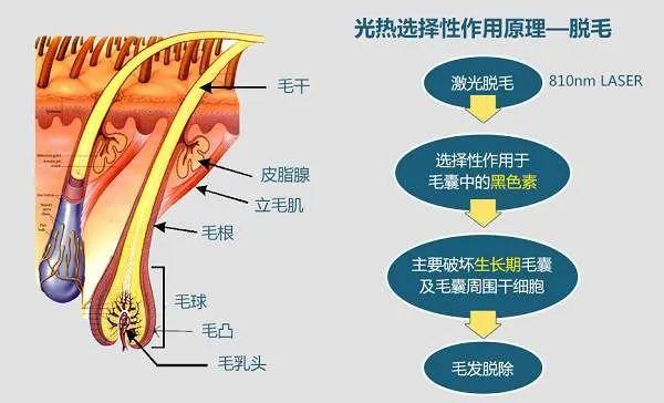 听说“美人生须”？女生长出这样的“胡须”就要小心了