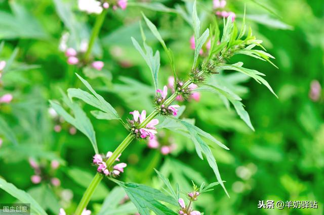 益母草：为女人而生的补血美颜草