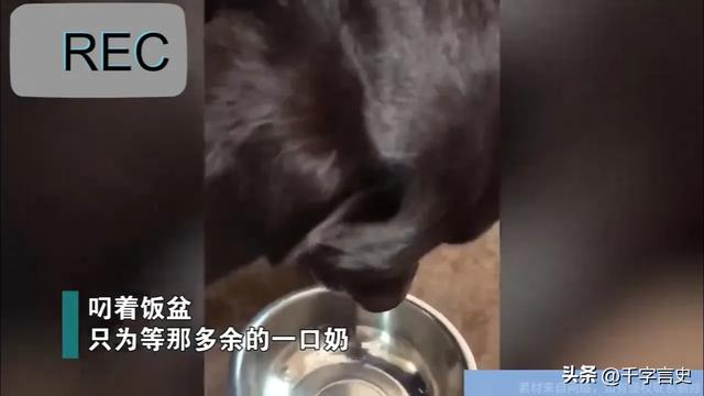 离谱！女子母乳太多竟然喂宠物狗，丈夫的回应引发质疑？