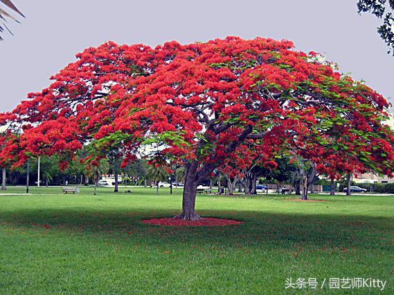 这种植物以“凤凰”命名，虽有毒，却深受人们喜爱