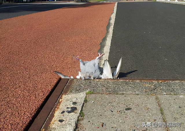 一组精彩照片：丹麦漂亮的超胖女模特，属于非洲山魈的写真镜头