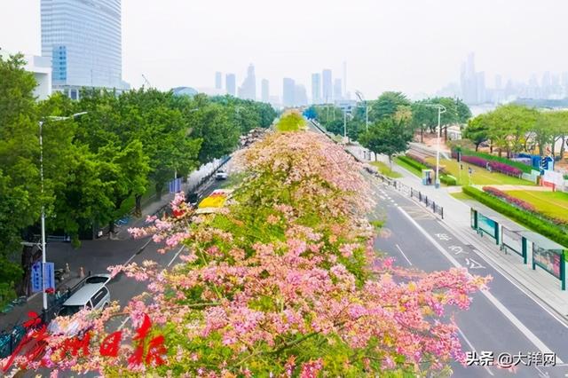 广州最美校花，惊艳全城