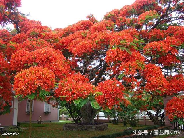 这种植物以“凤凰”命名，虽有毒，却深受人们喜爱