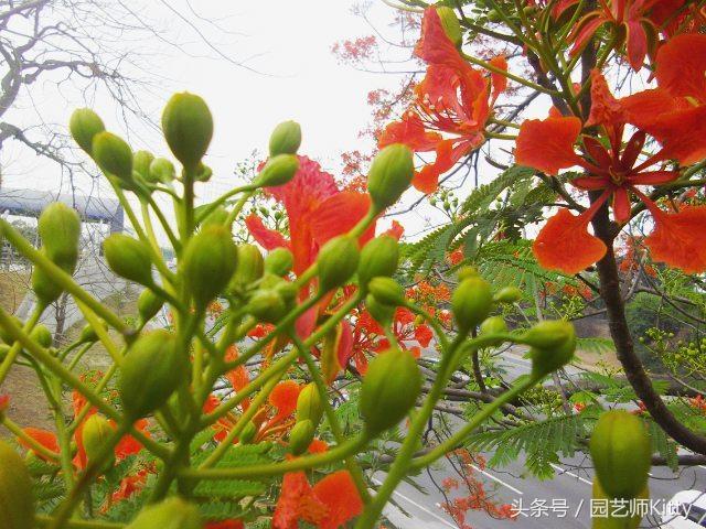 这种植物以“凤凰”命名，虽有毒，却深受人们喜爱