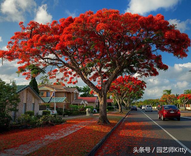 这种植物以“凤凰”命名，虽有毒，却深受人们喜爱