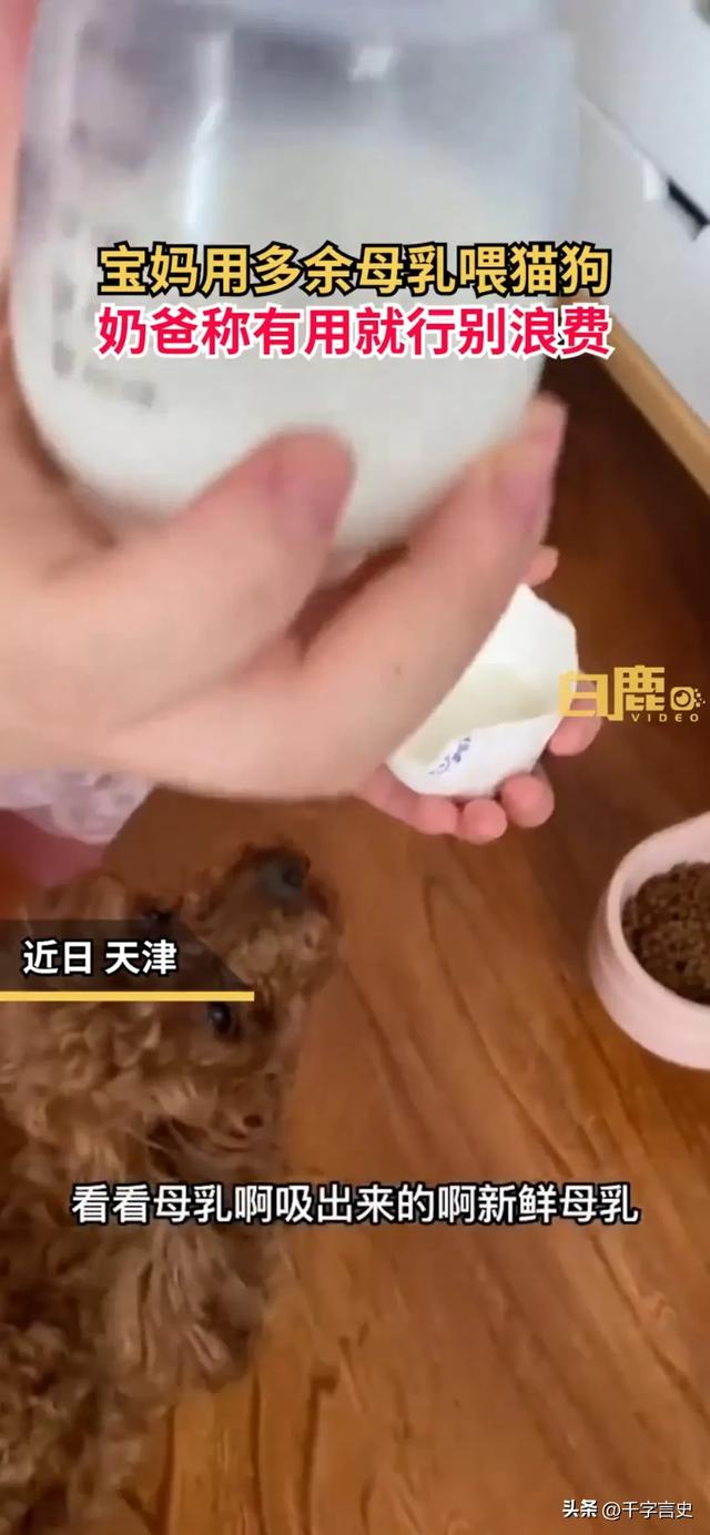 离谱！女子母乳太多竟然喂宠物狗，丈夫的回应引发质疑？