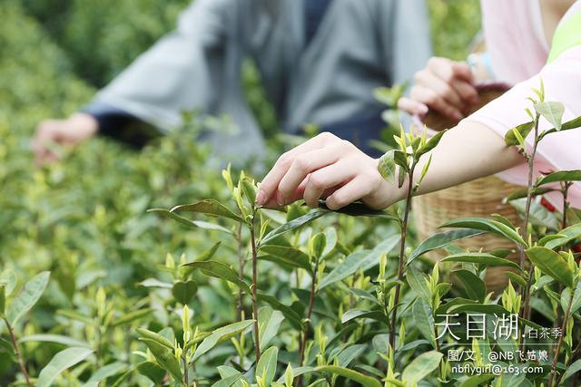 天目湖.白茶季：茶圣陆羽秀撩妹技能！围观童颜肤白貌美仙女团