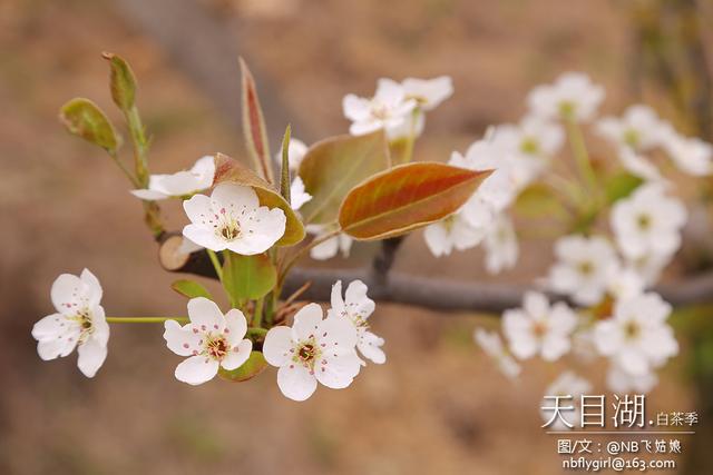 天目湖.白茶季：茶圣陆羽秀撩妹技能！围观童颜肤白貌美仙女团