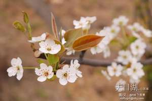 茶艺大胸美女(天目湖白茶季：茶圣陆羽秀撩妹技能围观童颜肤白貌美仙女团)