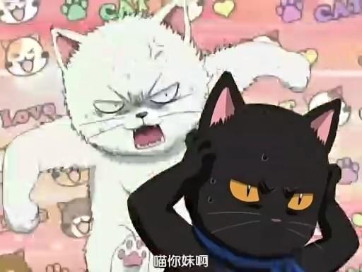 吸猫专场：跨次元猫奴，来一波幻想撸！