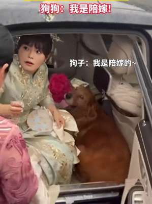 美女犬家禽(新娘出嫁，130斤狗子跟着新娘上婚车)