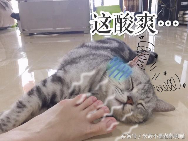 女主人的脚丫子有股酸爽的味道，差点把猫咪熏晕了！