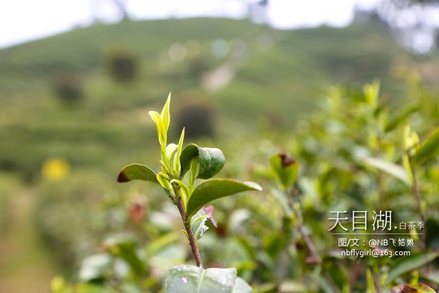 天目湖.白茶季：茶圣陆羽秀撩妹技能！围观童颜肤白貌美仙女团