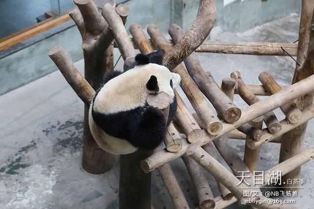 天目湖.白茶季：茶圣陆羽秀撩妹技能！围观童颜肤白貌美仙女团