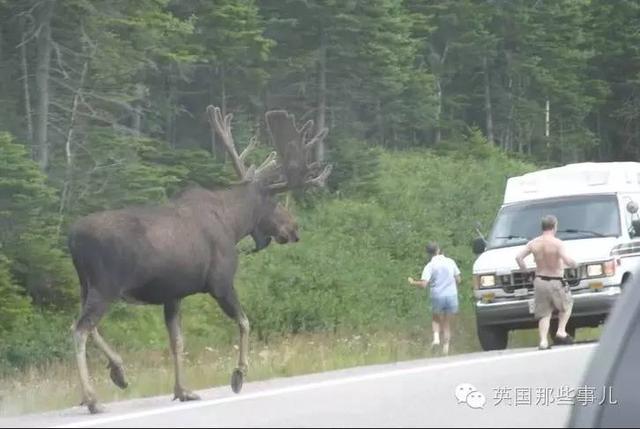 让加拿大人胆寒的巨兽Moose...你们感受下这股气场...