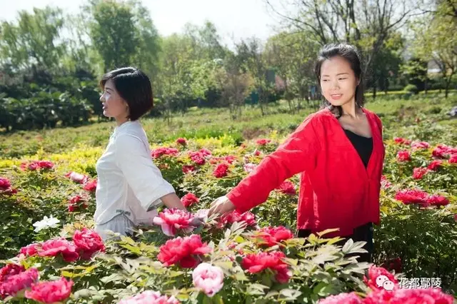 许昌：鄢陵这俩美女在花博园火了！谁认识？