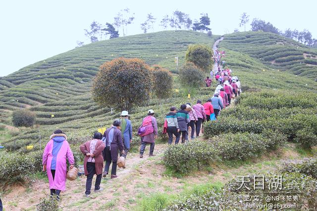 天目湖.白茶季：茶圣陆羽秀撩妹技能！围观童颜肤白貌美仙女团