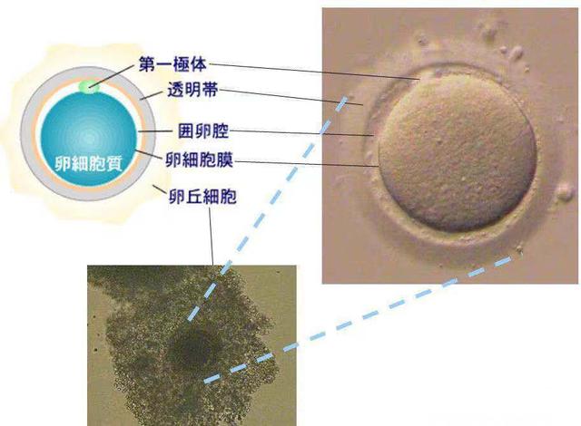 看完这场九死一生的旅行，才知道那个精子太难了