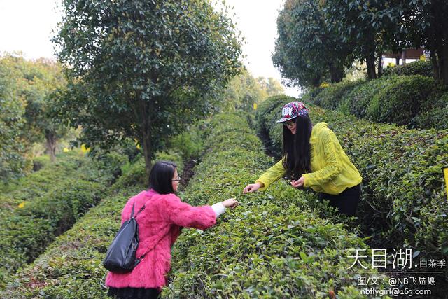 天目湖.白茶季：茶圣陆羽秀撩妹技能！围观童颜肤白貌美仙女团