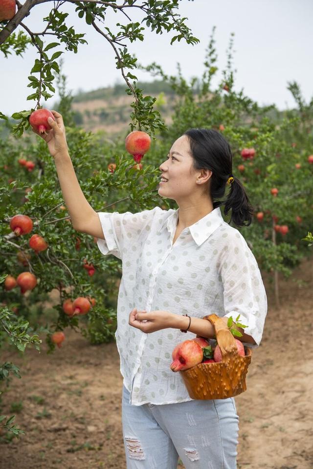 秋天分享丰收的喜悦，陕州迷人的石榴，清纯的美女