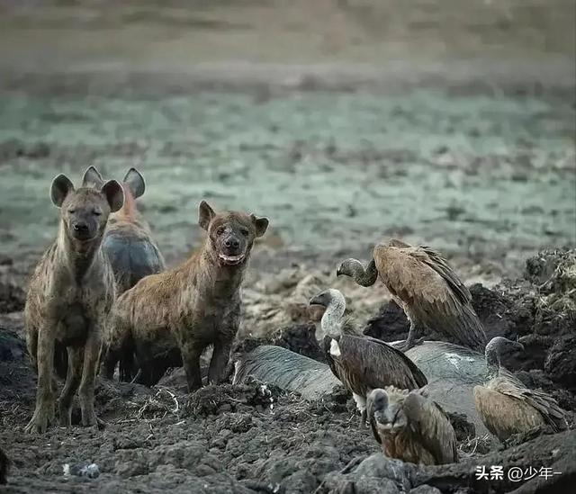 17张诡异生物照：青蛙塞满下水道，骆驼在咸海里休息