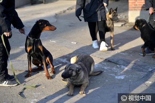 沈阳美女驯猛犬 狗狗练出无影脚